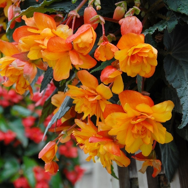 De 6 mooiste soorten begonia voor binnen en buiten De 6 mooiste soorten begonia voor binnen en buiten