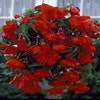 Hangbegonia (Begonia Pendula Cascade) rood