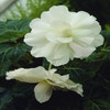 Hangbegonia (Begonia Pendula Cascade) wit