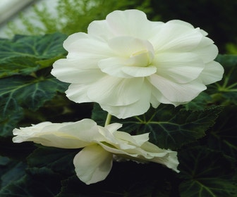 Hangbegonia (Begonia Pendula Cascade) wit