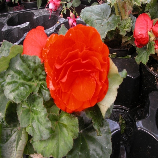 Knolbegonia Begonia grandiflora oranje