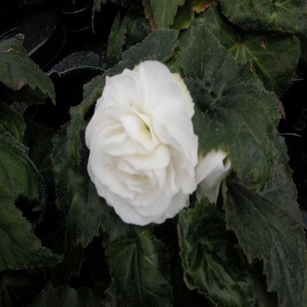 Begonia grandiflora (wit)