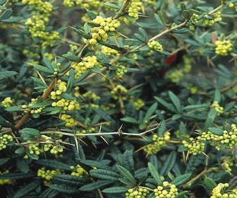 Zuurbes (Berberis julianae)
