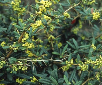 Zuurbes (Berberis julianae)