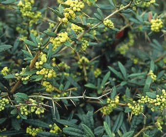 Zuurbes (Berberis julianae)