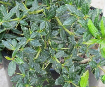 Zuurbes (Berberis frikartii 'Amstelveen')