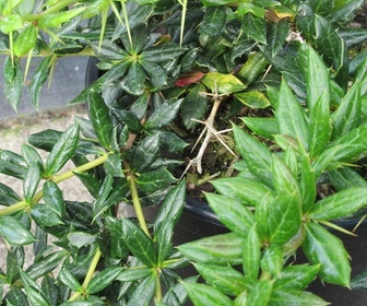 Zuurbes (Berberis frikartii 'Telstar')