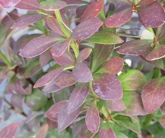 Zuurbes (Berberis 'Red Rocket')