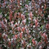 Zuurbes (Berberis thunbergii 'Atropurpurea Nana')