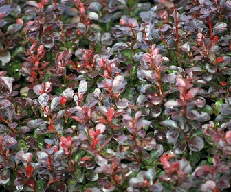 Zuurbes (Berberis thunbergii 'Atropurpurea Nana')