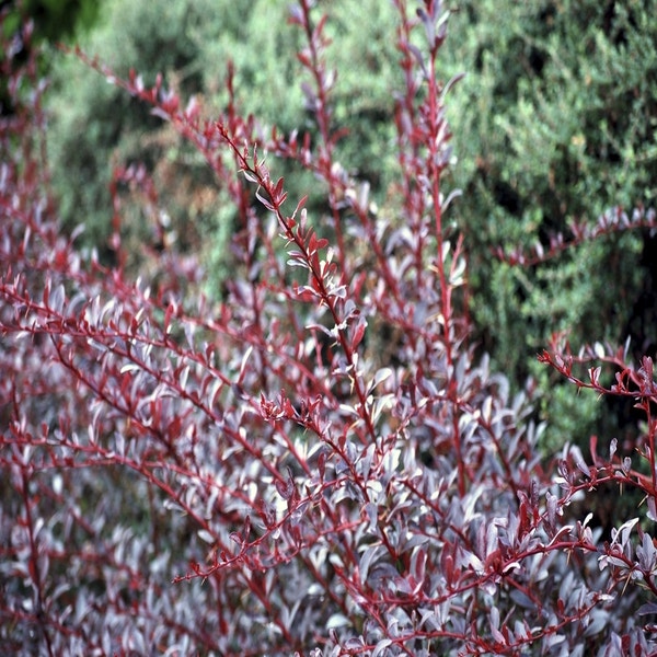 Zuurbes (Berberis thunbergii 'Red Chief')