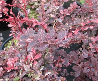 Zuurbes (Berberis thunbergii Rose Glow)