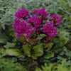 Schoenlappersplant (Bergenia 'Abendglut')
