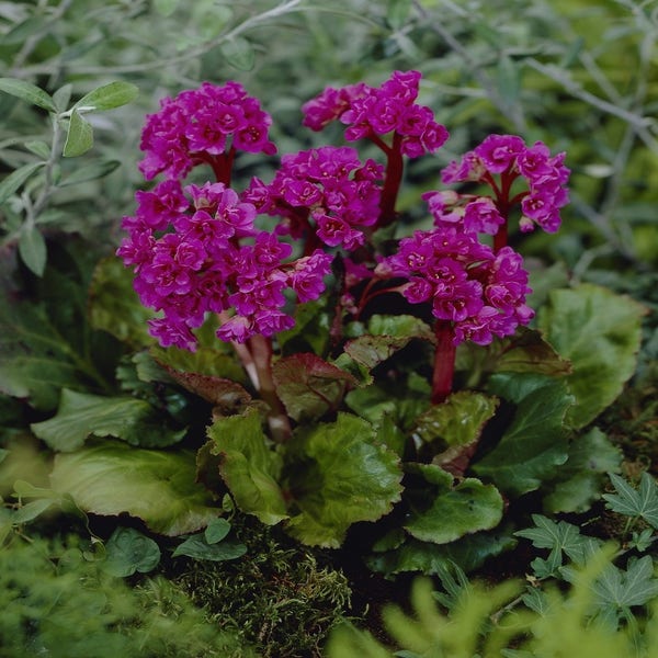 Schoenlappersplant (Bergenia 'Abendglut')