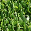 Schoenlappersplant (Bergenia 'Bressingham White')