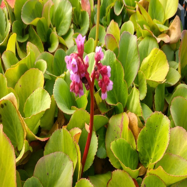 Schoenlappersplant (Bergenia cordifolia) BIO