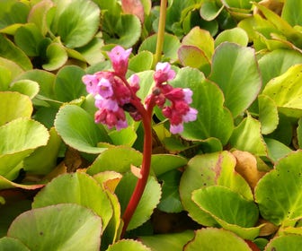 Schoenlappersplant (Bergenia cordifolia) BIO