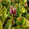 Schoenlappersplant (Bergenia cordifolia)