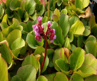 Schoenlappersplant (Bergenia cordifolia)