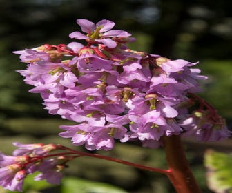 Schoenlappersplant (Bergenia purpurascens)