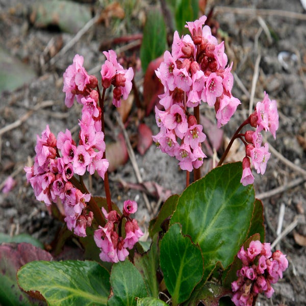 Schoenlappersplant (Bergenia 'Rosi Klose')