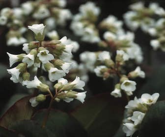 Schoenlappersplant (Bergenia 'Silberlicht')