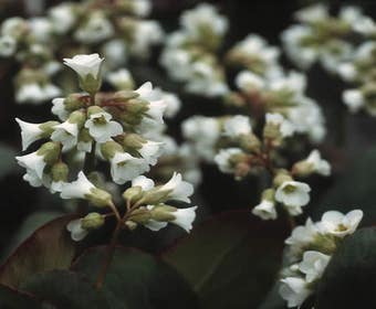 Schoenlappersplant (Bergenia 'Silberlicht')