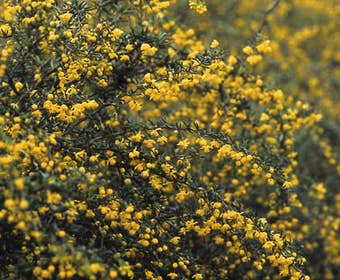 Zuurbes (Berberis stenophylla)