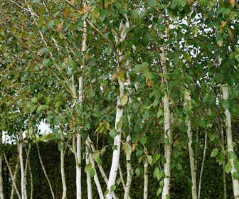 Berk (Betula Pendula 'Magical Globe')