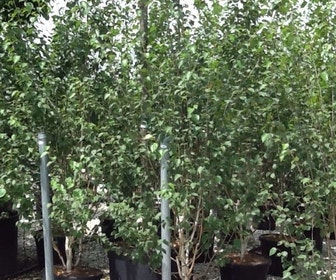 Meerstammige witte berk (Betula utilis 'Doorenbos')