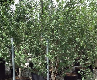 Meerstammige witte berk (Betula utilis 'Doorenbos')