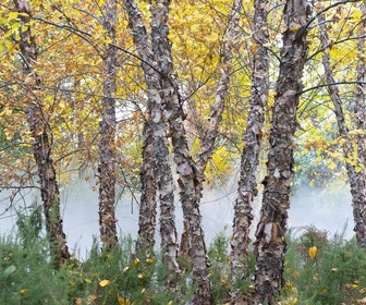 Zwarte berk (Betula nigra)