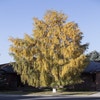 Berk (Betula pendula 'Laciniata')