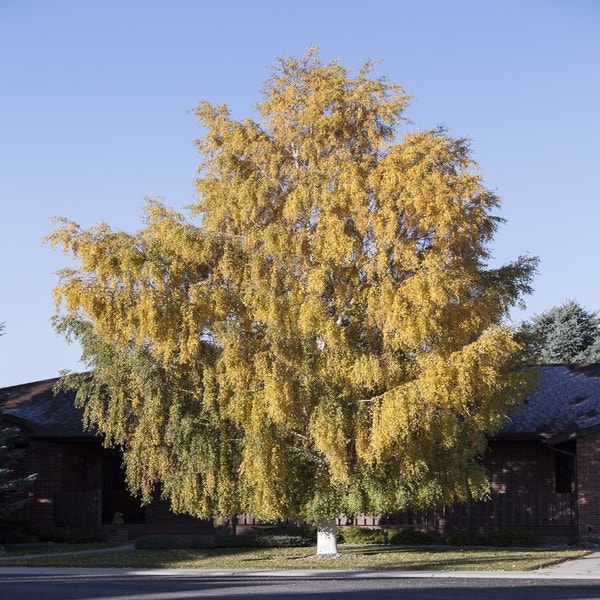 Berk (Betula pendula 'Laciniata')