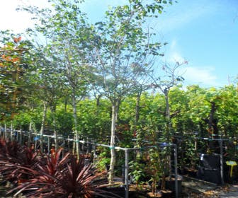 Witte Berk (Betula utilis jacquemontii)