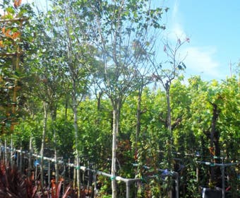 Witte Berk (Betula utilis jacquemontii)