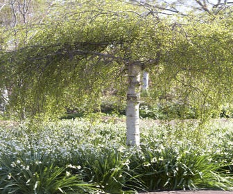 Berk als dakboom (Betula pendula)