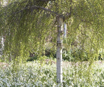 Berk als dakboom (Betula pendula)