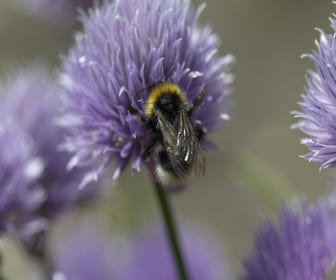 Bieslook (Allium schoenoprasum) BIO
