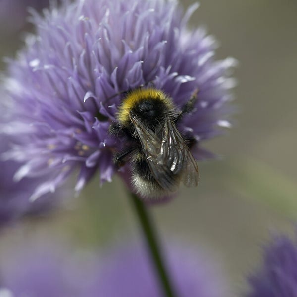 Bieslook (Allium schoenoprasum) BIO