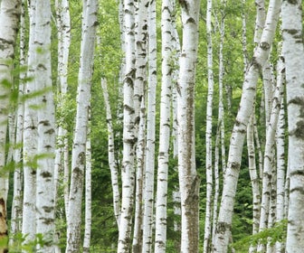 Ruwe berk (Betula pendula)