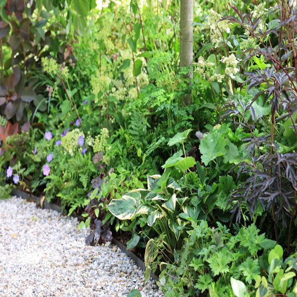 Borderpakket Bladplantenborder halfschaduw
