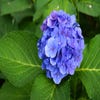Hortensia (Hydrangea macrophylla 'Bodensee')