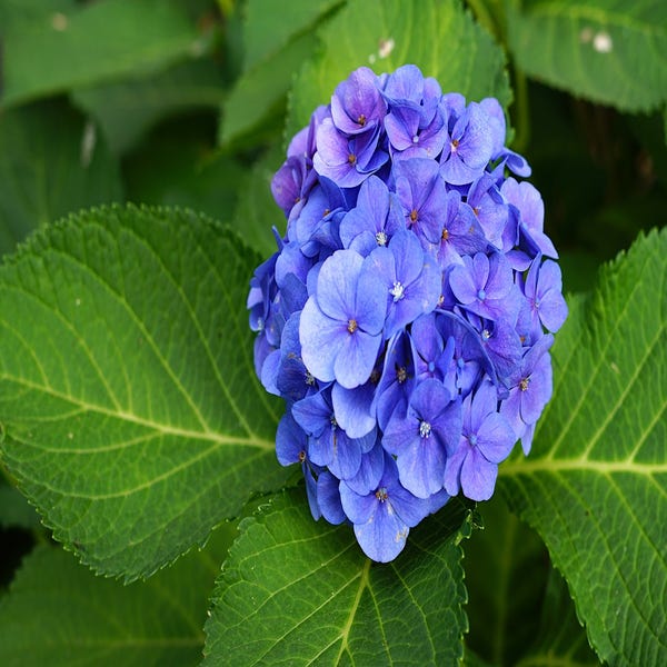 Hortensia (Hydrangea macrophylla 'Bodensee')