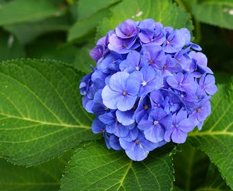 Hortensia (Hydrangea macrophylla 'Bodensee')