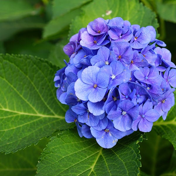 Hortensia (Hydrangea macrophylla 'Bodensee')