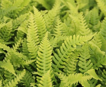 Dubbelloofvaren (Blechnum spicant)