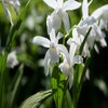 Aardorchidee bloembol (Bletilla striata 'Alba')