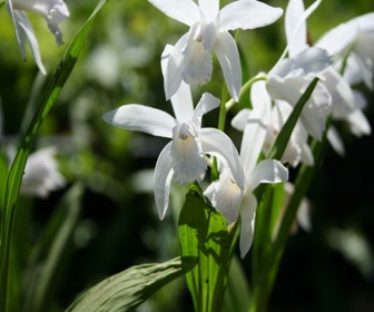 Aardorchidee bloembol (Bletilla striata 'Alba')
