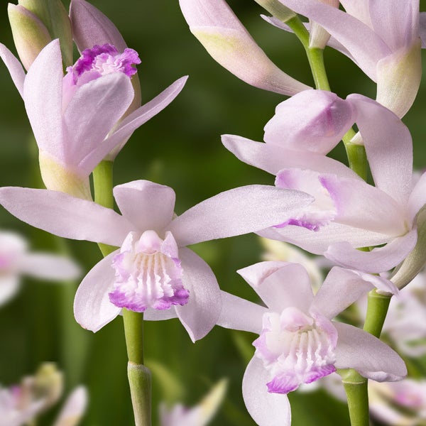 Japanese Aardorchidee (Bletilla striata 'Kuchibeni')